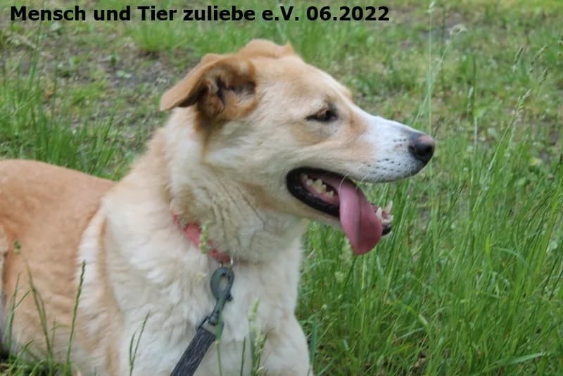 Jule, female Mixed Breed for adoption at Mensch und Tier Zuliebe e.V.