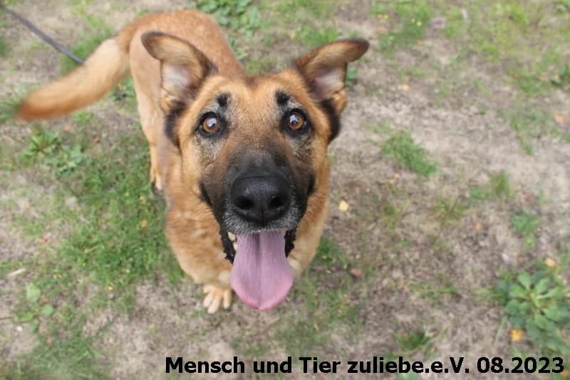 Leon, male puppy Mixed Breed for adoption at Mensch und Tier Zuliebe e.V.