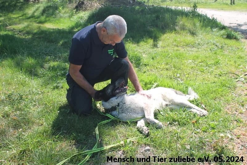 Quentin, male Mixed Breed for adoption at Mensch und Tier Zuliebe e.V.