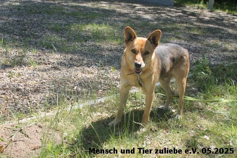 Vincent, male Mixed Breed for adoption at Mensch und Tier Zuliebe e.V.