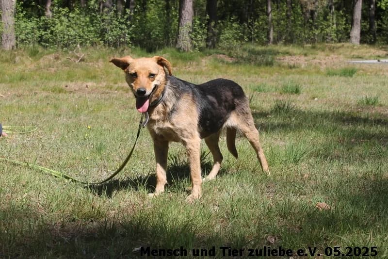 Flora, female Mixed Breed for adoption at Mensch und Tier Zuliebe e.V.