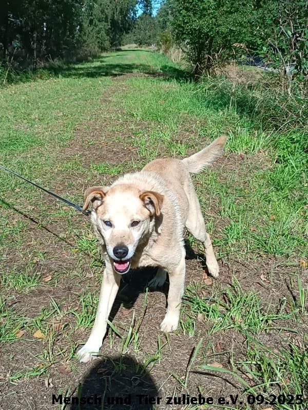 Mio, male Mixed Breed for adoption at Mensch und Tier Zuliebe e.V.