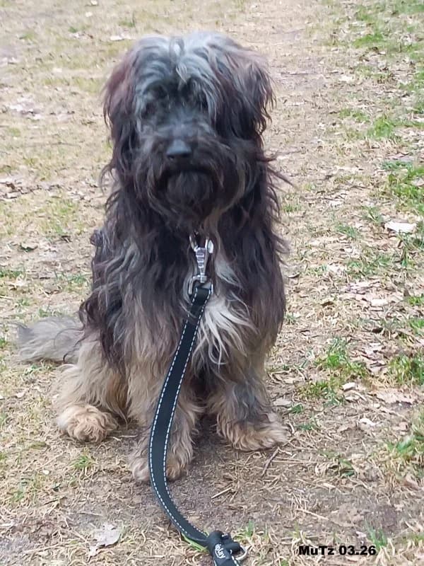 Pepper, male Mixed Breed for adoption at Mensch und Tier Zuliebe e.V.