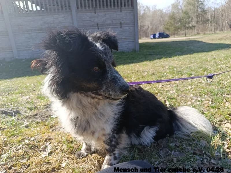 Gaga, female Mixed Breed for adoption at Mensch und Tier Zuliebe e.V.