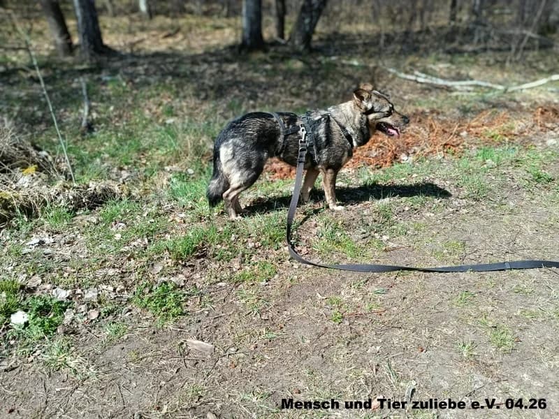 Lady, female Mixed Breed for adoption at Mensch und Tier Zuliebe e.V.