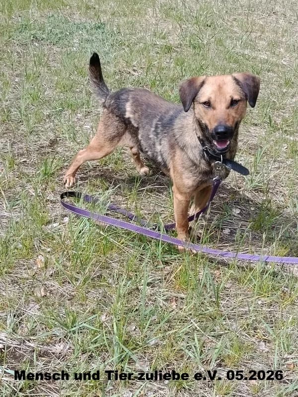 Merlin, male Mixed Breed for adoption at Mensch und Tier Zuliebe e.V.