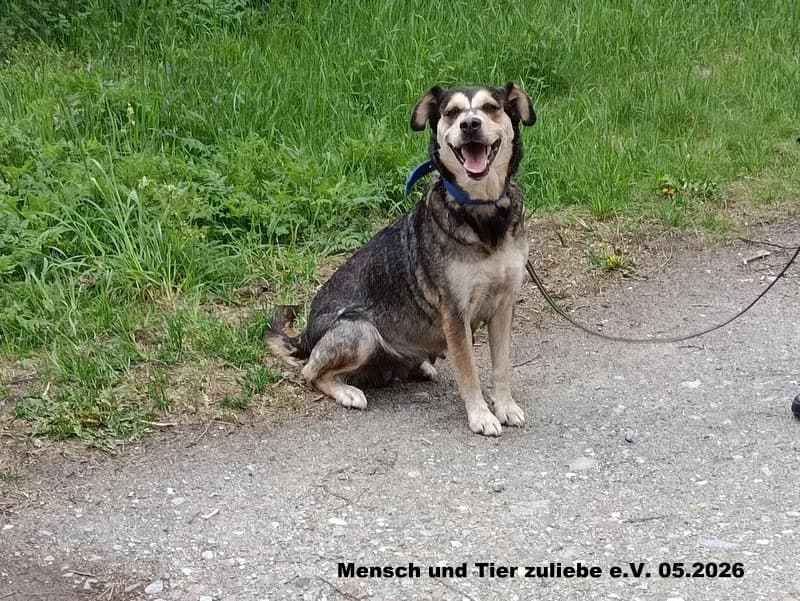Fiona, female puppy Mixed Breed for adoption at Mensch und Tier Zuliebe e.V.