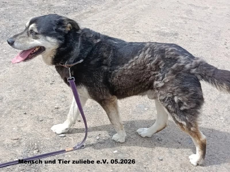 Aslan, male senior Mixed Breed for adoption at Mensch und Tier Zuliebe e.V.