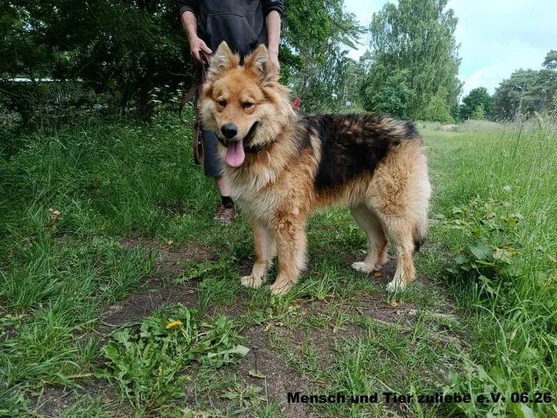 Bruno, male Mixed Breed for adoption at Mensch und Tier Zuliebe e.V.
