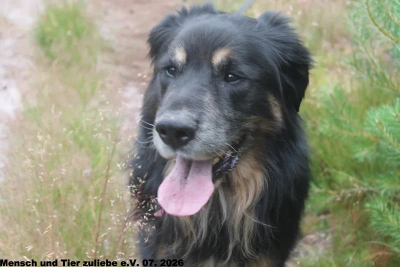Carlos, male Mixed Breed for adoption at Mensch und Tier Zuliebe e.V.