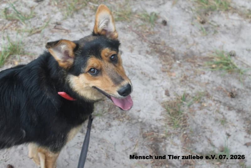 Atos, male Mixed Breed for adoption at Mensch und Tier Zuliebe e.V.