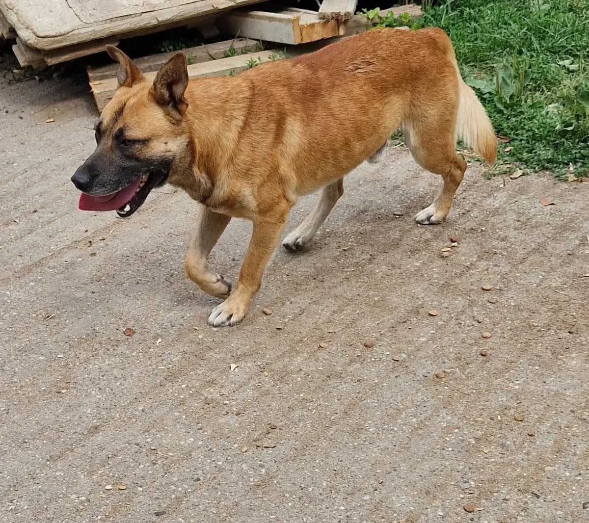 Azur, male puppy Mixed Breed for adoption at generator