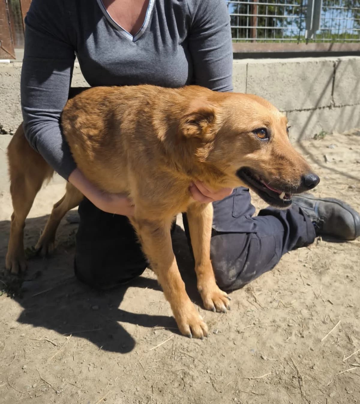Bacon, male 6yo Mixed Breed for adoption at generator