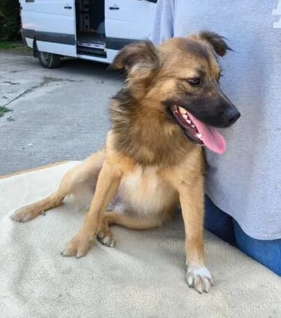Bobo, weiß male Mixed Breed for adoption at generator