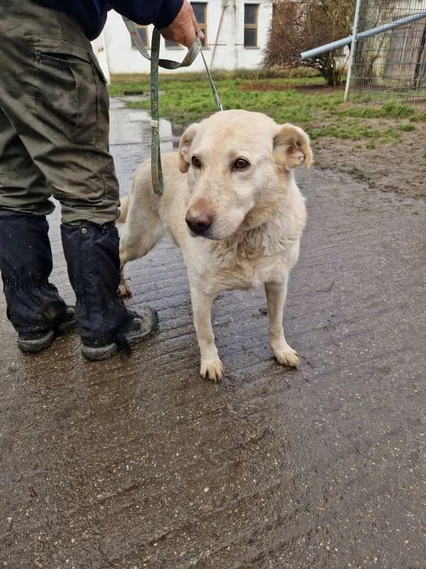 Buksi, male senior Mixed Breed for adoption at generator