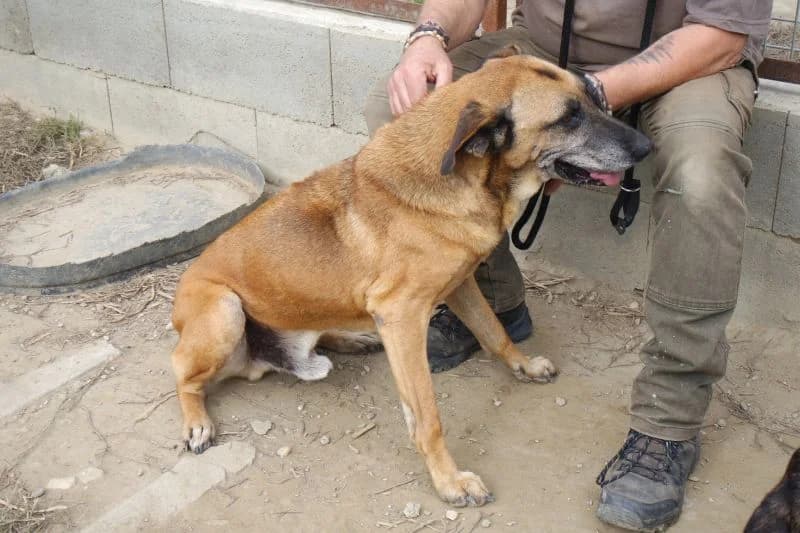 Csoki, male senior Mixed Breed for adoption at generator