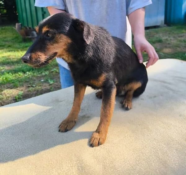 Dagobert, male Mixed Breed for adoption at generator