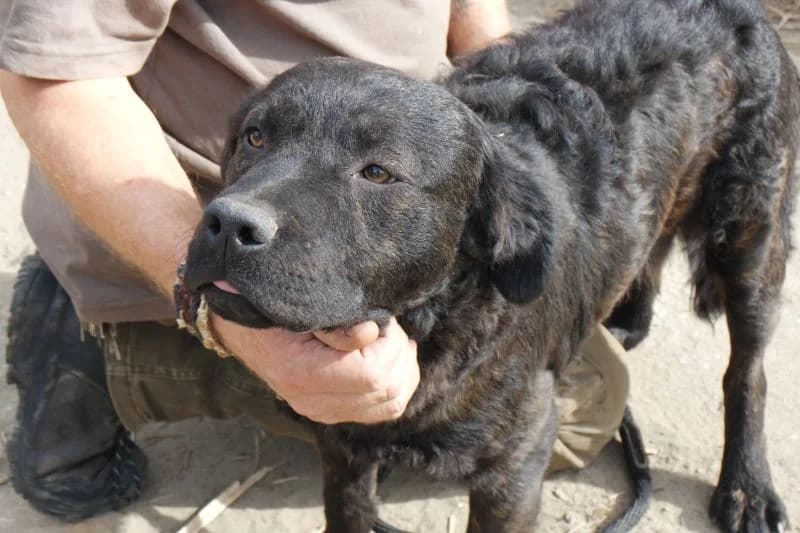 Denes, male 3yo Mixed Breed for adoption at generator