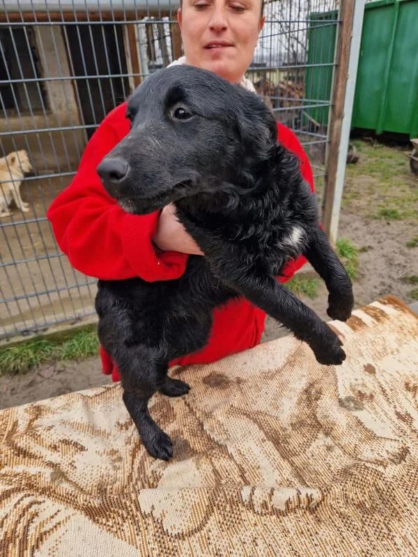 Evi, schwarz female young Mixed Breed for adoption at generator