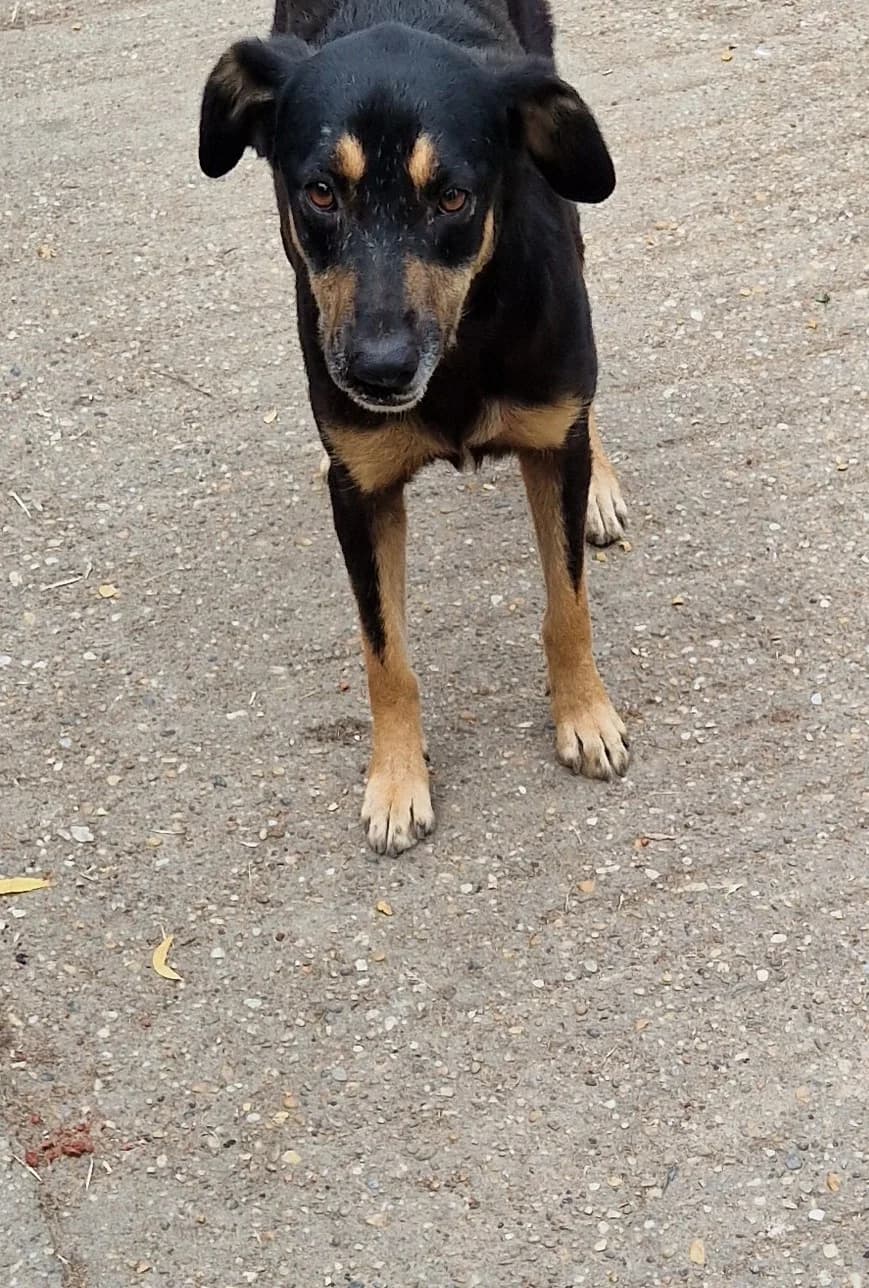 Fleki, female Mixed Breed for adoption at generator