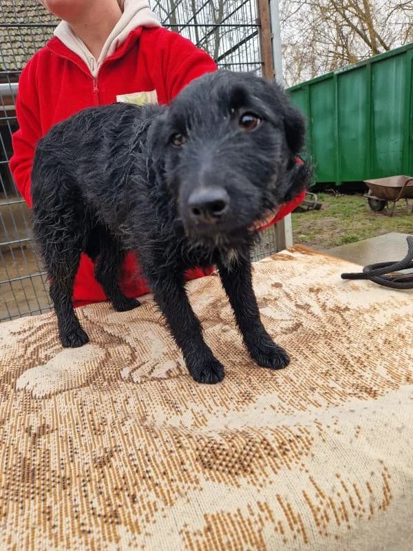Gina, schwarz female young Mixed Breed for adoption at generator