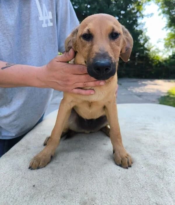 Hapci, male puppy Mixed Breed for adoption at generator