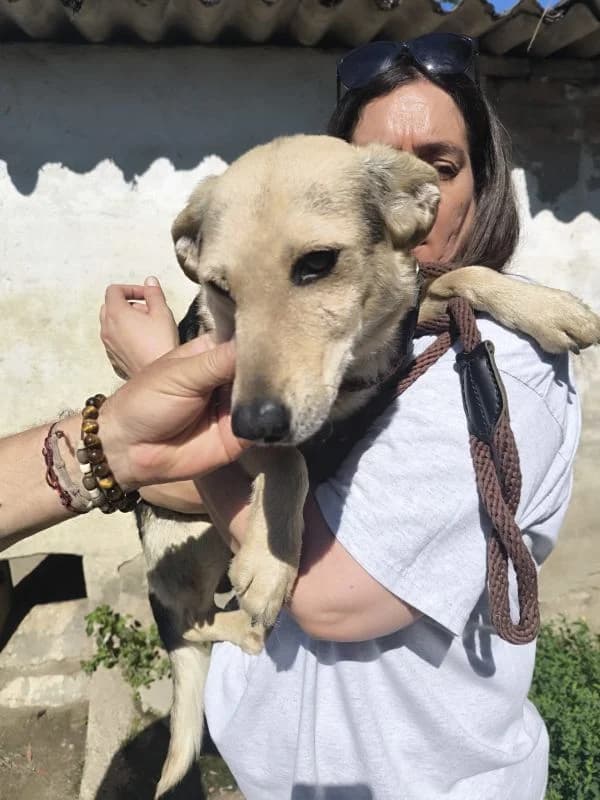 Huba, male puppy Mixed Breed for adoption at generator