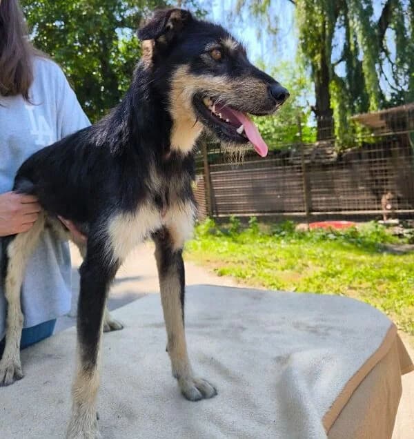 Jokey, male Mixed Breed for adoption at generator