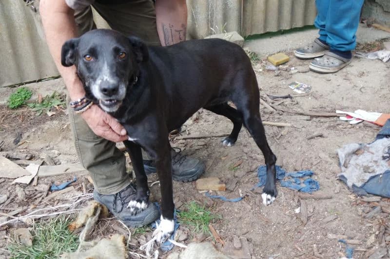 Jolan, weiß female 7yo Mixed Breed for adoption at generator
