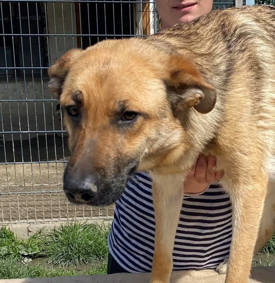 Joli, female Mixed Breed for adoption at generator