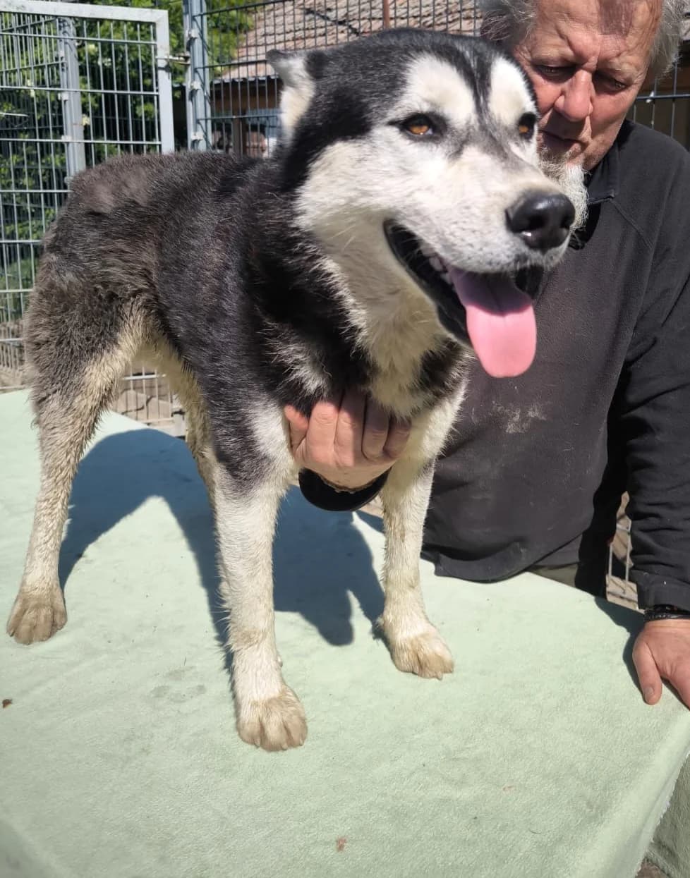 Kelli, male Mixed Breed for adoption at generator