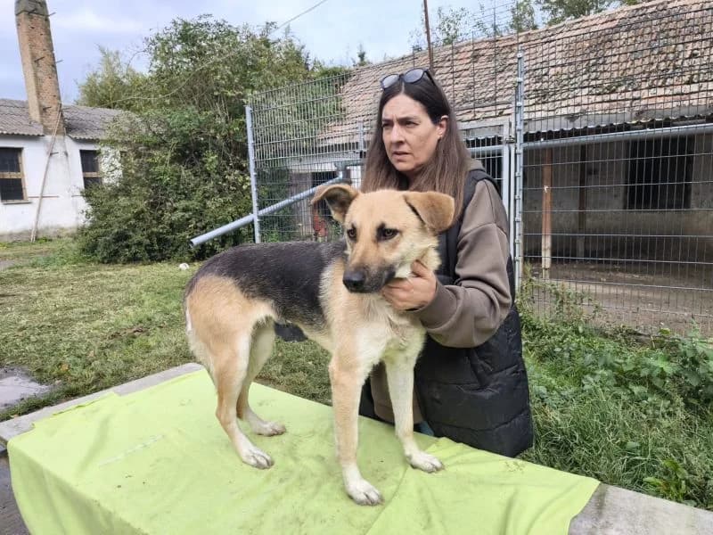 Kira, female Mixed Breed for adoption at generator