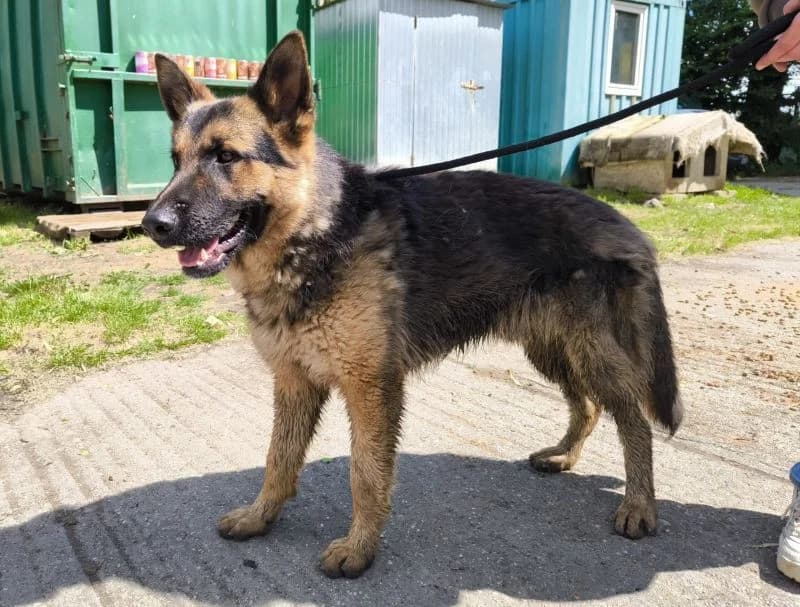 Koko, male young Mixed Breed for adoption at generator