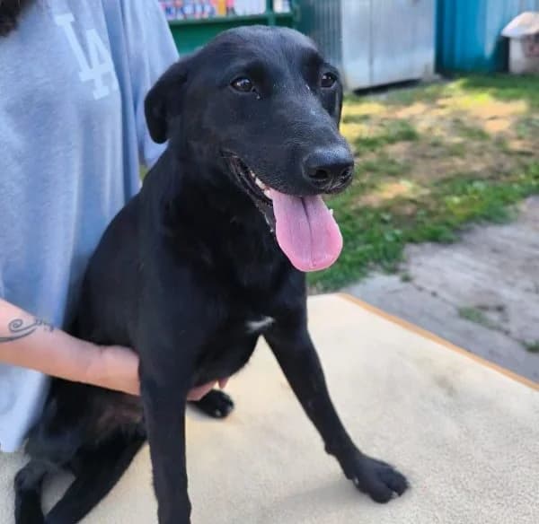 Kormi, female Mixed Breed for adoption at generator