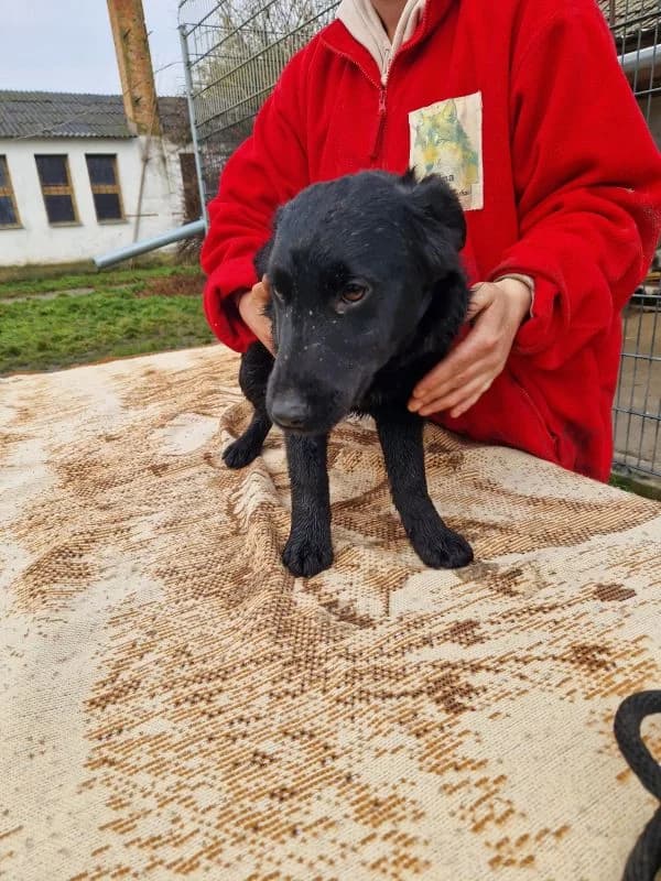 Kuki, schwarz male young Mixed Breed for adoption at generator