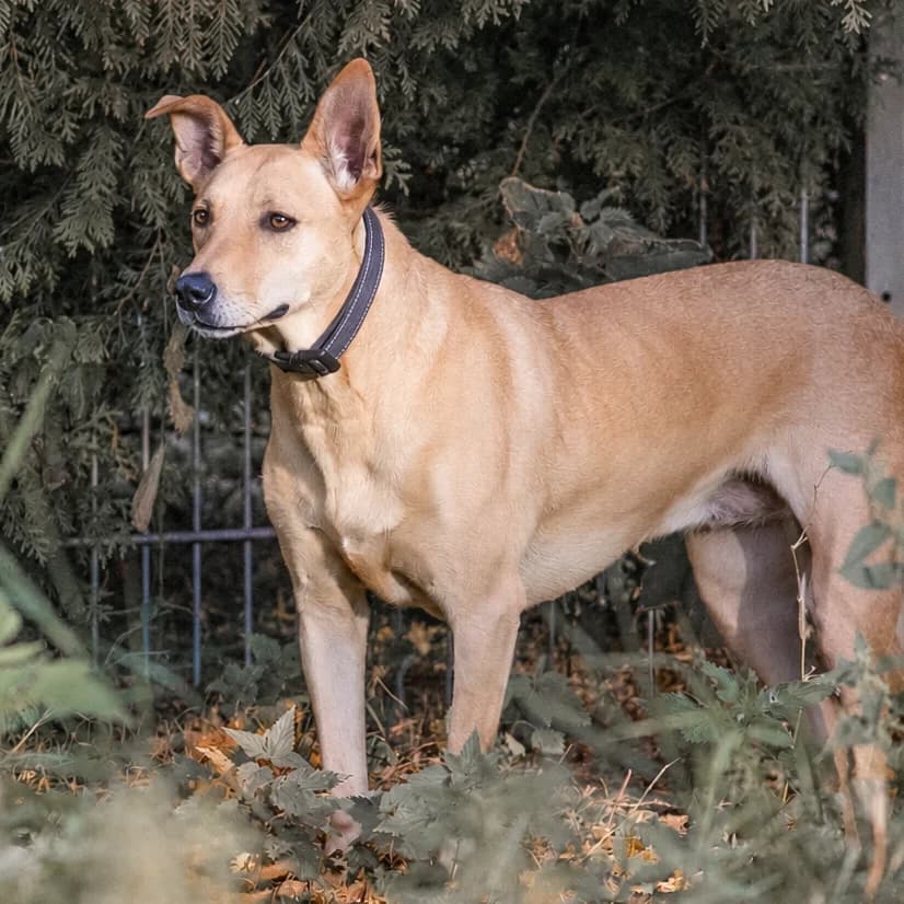 Amber, female Mixed Breed for adoption at Menschen für Tiere, Oberndorf a.N.