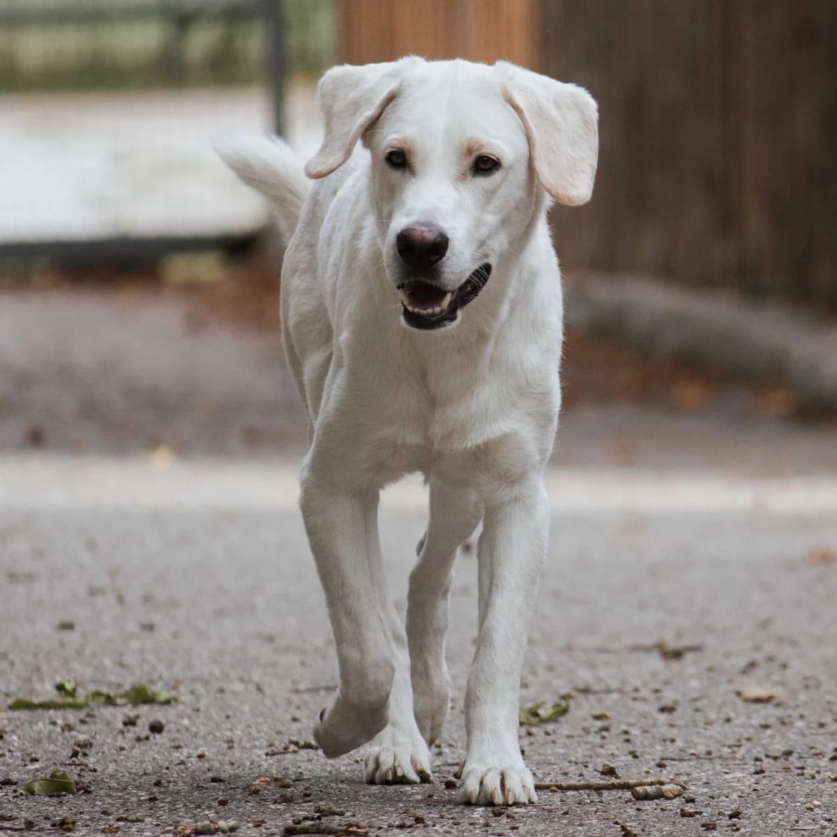 Balu, female Mixed Breed for adoption at Menschen für Tiere, Oberndorf a.N.
