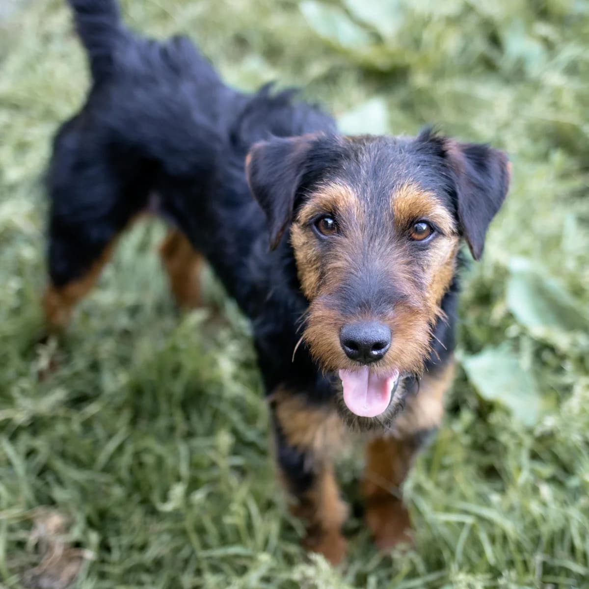 Carry, female Mixed Breed for adoption at Menschen für Tiere, Oberndorf a.N.