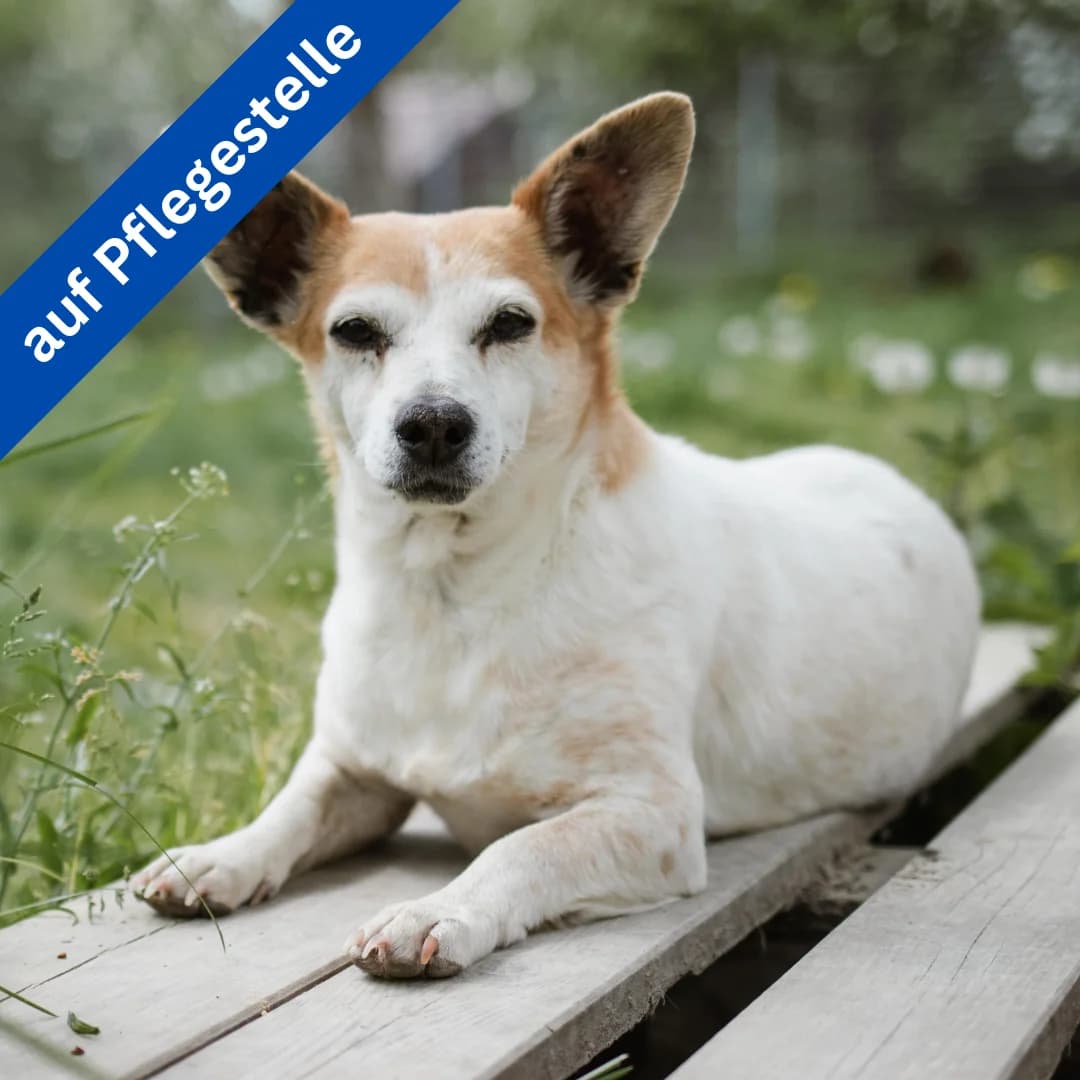 Elfie, female Mixed Breed for adoption at Menschen für Tiere, Oberndorf a.N.