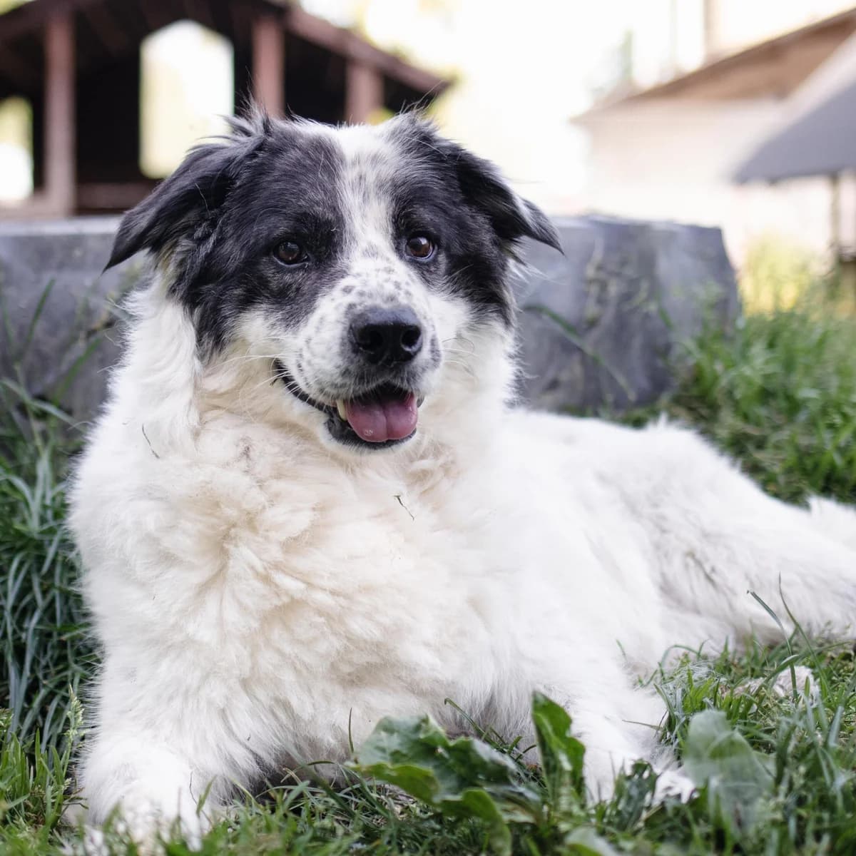 Finja, female Mixed Breed for adoption at Menschen für Tiere, Oberndorf a.N.