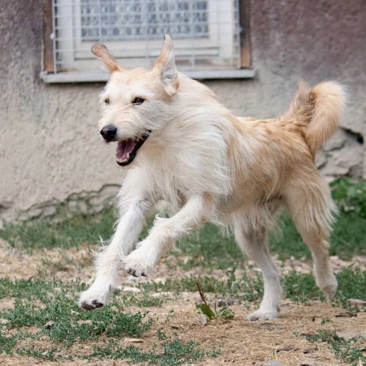 Ilias, male Mixed Breed for adoption at Menschen für Tiere, Oberndorf a.N.