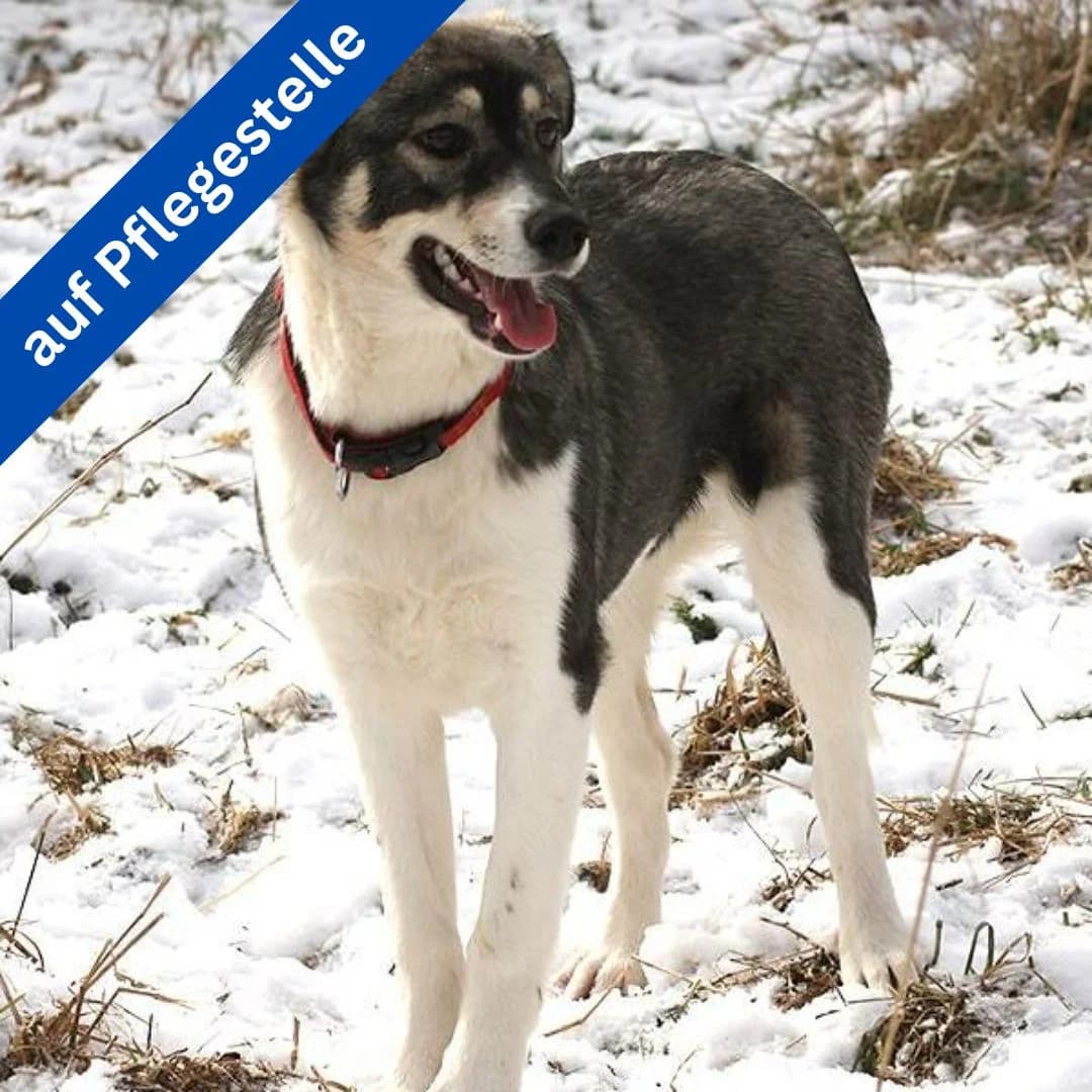 Imany, female Mixed Breed for adoption at Menschen für Tiere, Oberndorf a.N.