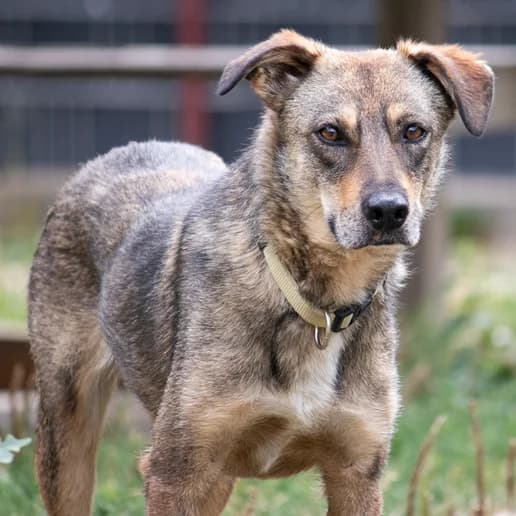 Irene, female Mixed Breed for adoption at Menschen für Tiere, Oberndorf a.N.
