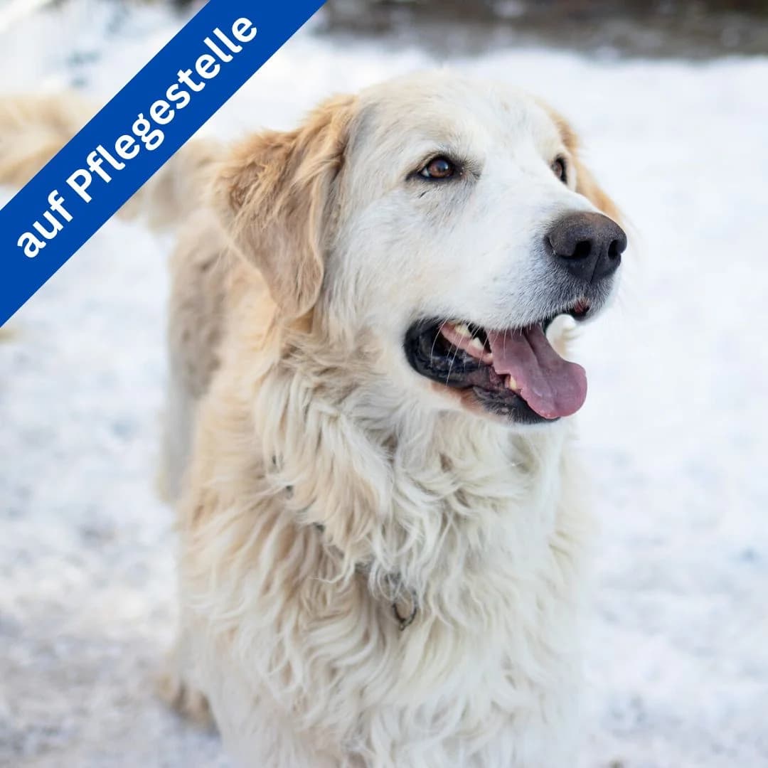 Isaac, female Mixed Breed for adoption at Menschen für Tiere, Oberndorf a.N.