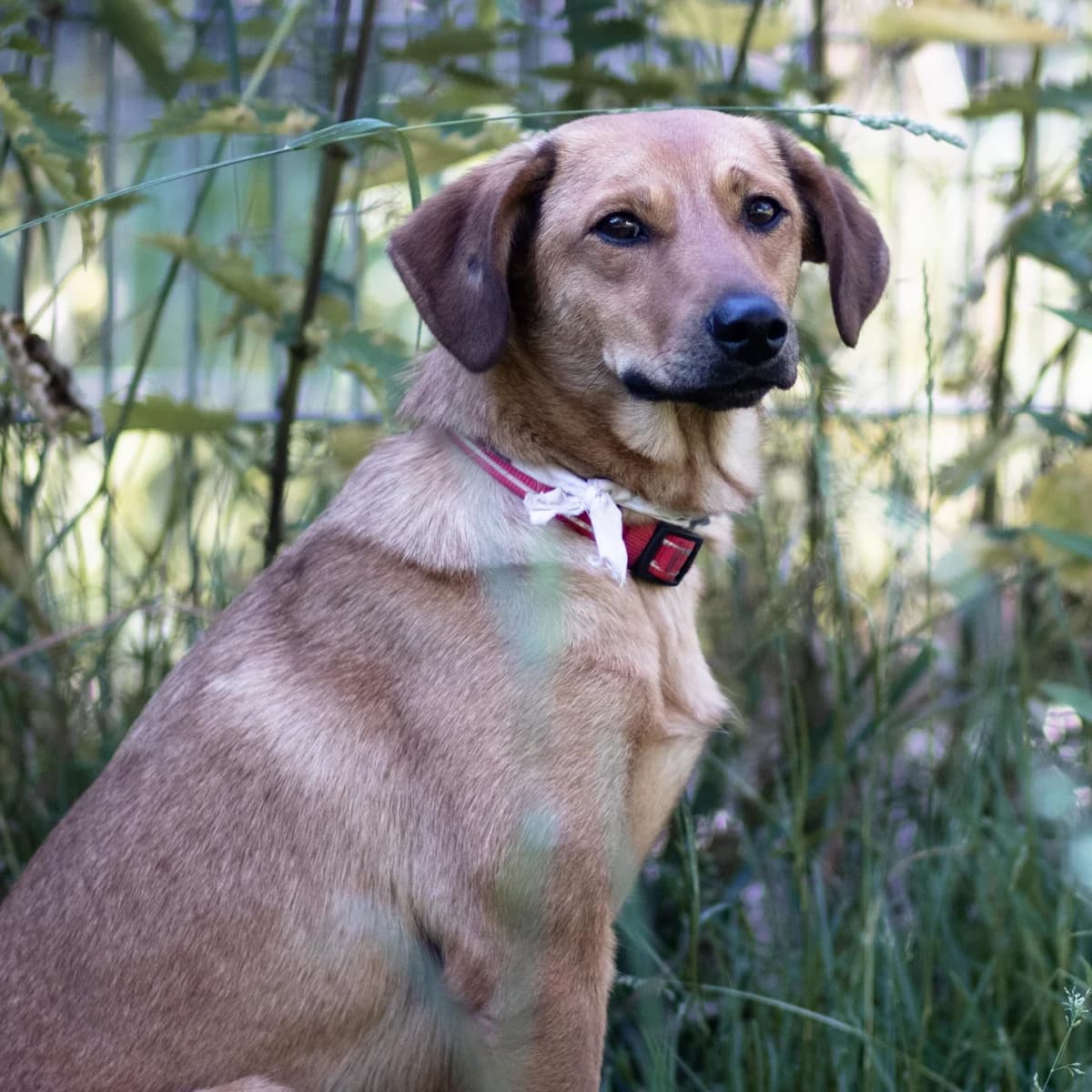 Leni, female Mixed Breed for adoption at Menschen für Tiere, Oberndorf a.N.