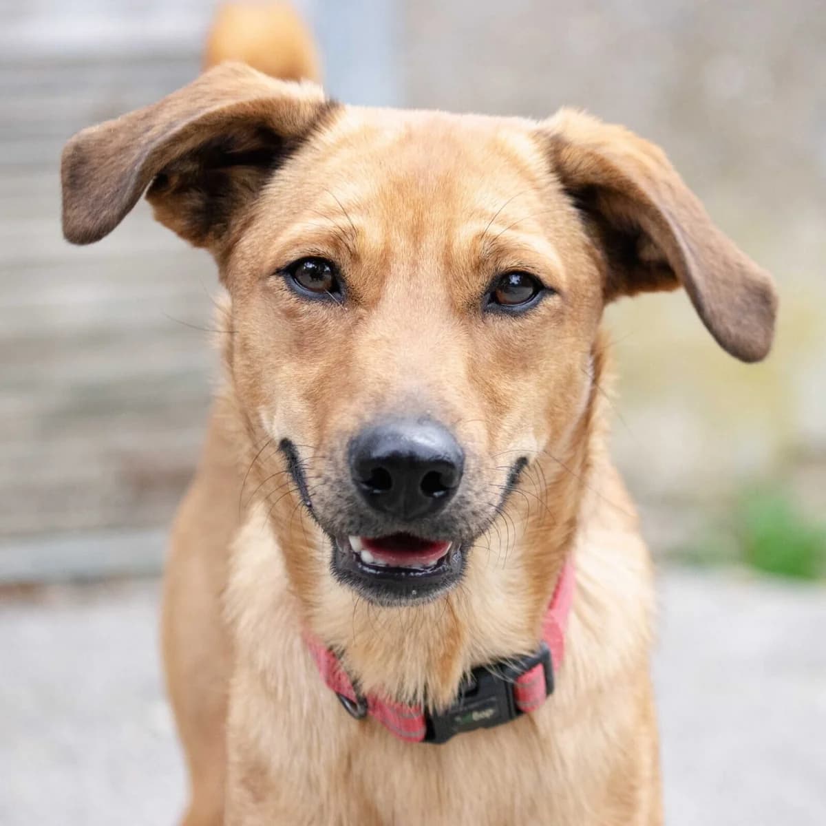 Leni, female Mixed Breed for adoption at Menschen für Tiere, Oberndorf a.N.