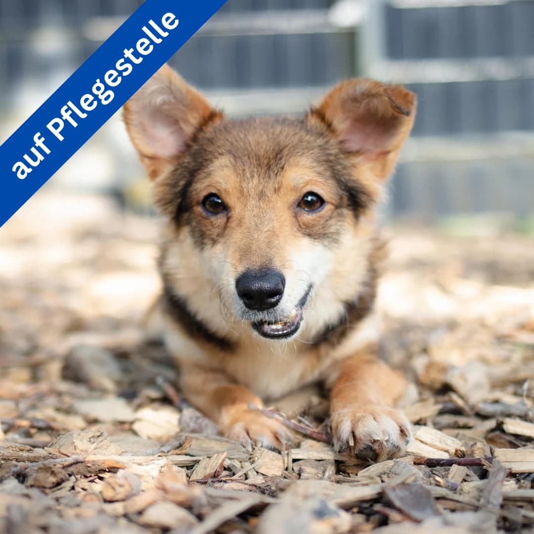 Lisko, male puppy Mixed Breed for adoption at Menschen für Tiere, Oberndorf a.N.