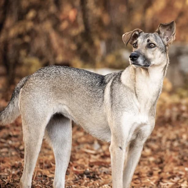Lissy, female Mixed Breed for adoption at Menschen für Tiere, Oberndorf a.N.