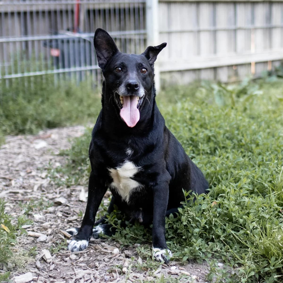 Nelly, female 7yo Mixed Breed for adoption at Menschen für Tiere, Oberndorf a.N.