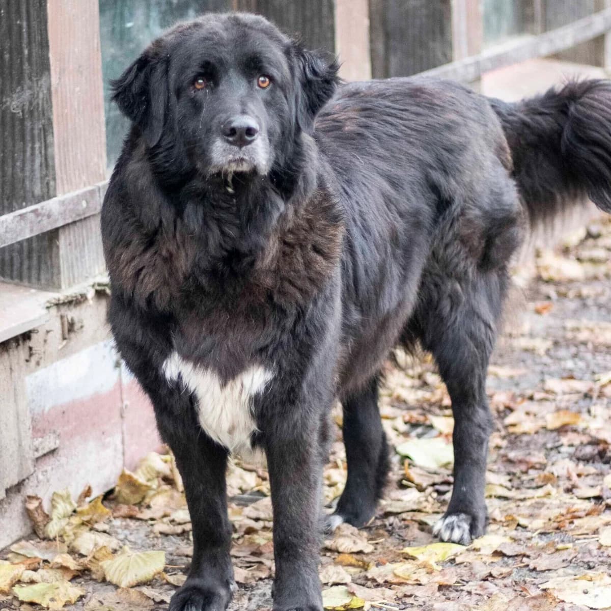 Benno, female Mixed Breed for adoption at Menschen für Tiere, Oberndorf a.N.